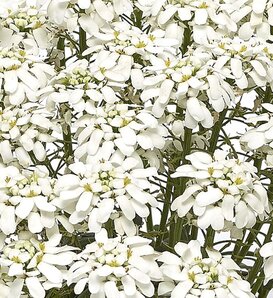 Snow Cone™ - Evergreen Candytuft - Iberis sempervirens