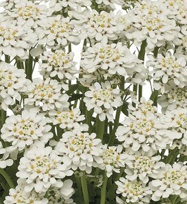 'Summer Snowdrift' - Candytuft - Iberis hybrid