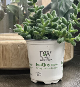 Mirage™ Cactini™ - Pickle Plant - Delosperma echinatum