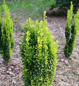 Brass Buckle® - Japanese holly - Ilex crenata