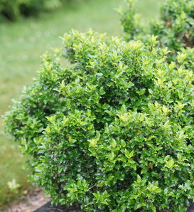 Castle Keep® - Blue Holly - Ilex x meserveae