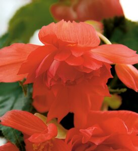 Belleconia™ Salmon - Tuberous Begonia - Begonia semperflorens