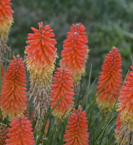 Pyromania™ 'Rocket's Red Glare' - Red Hot Poker - Kniphofia hybrid ...