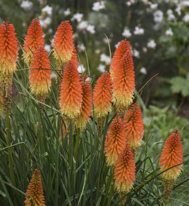 Pyromania® 'Rocket's Red Glare' - Red Hot Poker - Kniphofia hybrid ...