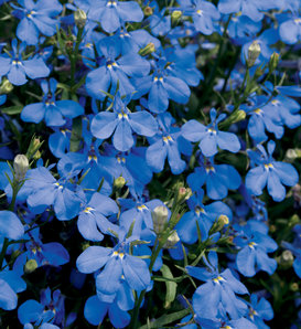 Laguna® Dark Blue - Lobelia erinus