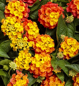 Luscious® Basket Tangeglow™ - Lantana camara