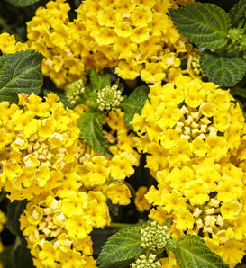 Luscious® Citron™ - Lantana hybrid