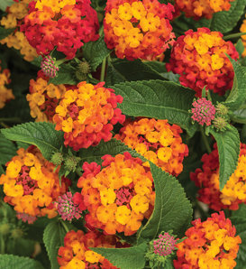 Luscious® Citrus Blend™ - Lantana camara