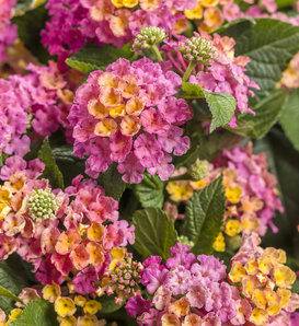 LANTANA TOP  TANGERINE – ESCVDO