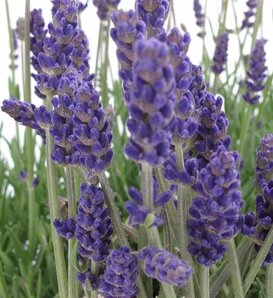 'Annet' - English Lavender - Lavandula angustifolia