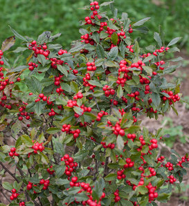 Peach Hypericum Berries | DIY Wedding Flowers | Flower Moxie