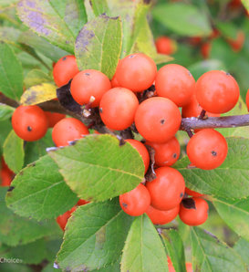 Little Goblin® Orange - Winterberry Holly - Ilex verticillata