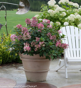 Little Quick Fire® - Panicle Hydrangea - Hydrangea paniculata