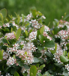 Low Scape Mound® - Aronia melanocarpa