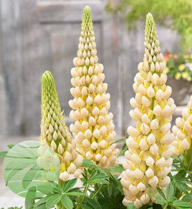 Westcountry™ 'Cashmere Cream' - Lupine - Lupinus polyphyllus