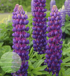 Westcountry™ 'Magic Lantern' - Lupine - Lupinus polyphyllus