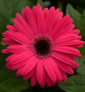 Mega Revolution™ Rose Bright Dark Eye - Gerbera Daisy - Gerbera jamesonii