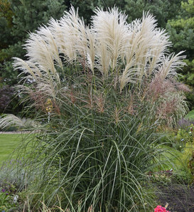 Encore - Ornamental Grass - Miscanthus sinensis
