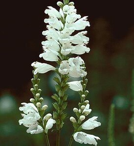 'Miss Manners' - Obedient Plant, False Dragonhead - Physostegia virginiana