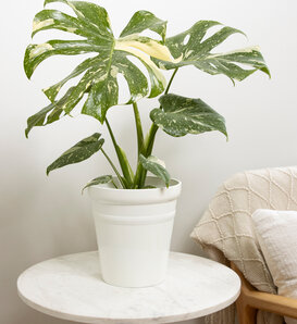 Mysteria® Spotsylvania - Variegated Monstera - Monstera deliciosa