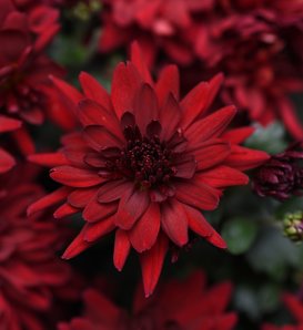 Mumma Mia Red Garden Mum - Chrysanthemum grandiflorum