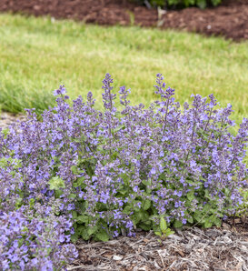 Catwalk Queen - Catmint - Nepeta hybrid