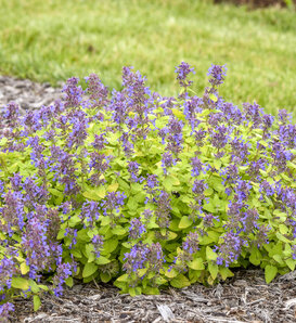 'Lemon Purrfection' - Catmint - Nepeta hybrid