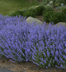 'Purrsian Blue' - Catmint, Catnip - Nepeta faassenii