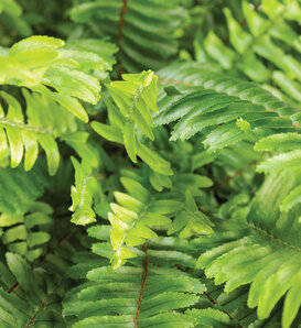 'Kimberley Queen' - Australian Sword Fern, Queen Fern - Nephrolepis obliterata