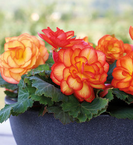 Nonstop® Fire - Tuberous Begonia - Begonia x tuberhybrida