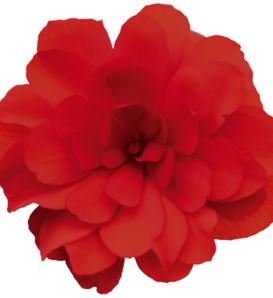 Nonstop® Joy Red - Tuberous Begonia - Begonia x tuberhybrida