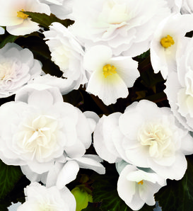 Nonstop® Joy Mocca White - Tuberous Begonia - Begonia x tuberhybrida