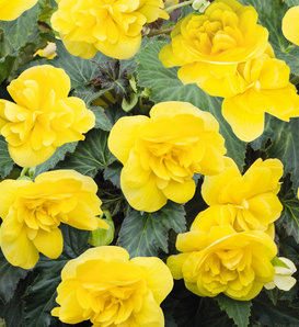 Nonstop® Joy Yellow - Tuberous Begonia - Begonia x tuberhybrida