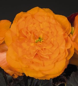 Nonstop® Mocca Bright Orange - Tuberous Begonia - Begonia x tuberhybrida