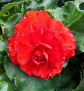 Nonstop® Red - Tuberous Begonia - Begonia x tuberhybrida