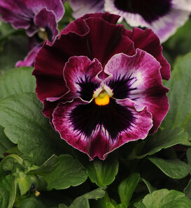 Frizzle Sizzle Raspberry - Ruffled Pansy - Viola x wittrockiana