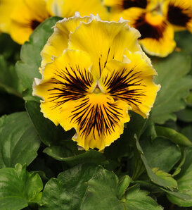 Frizzle Sizzle Yellow - Ruffled Pansy - Viola x wittrockiana