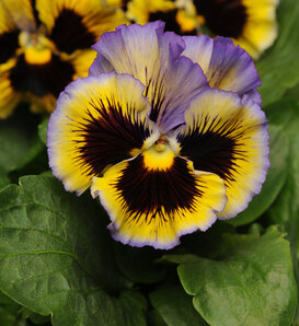 Frizzle Sizzle Yellow-Blue - Ruffled Pansy - Viola x wittrockiana