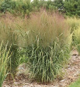 Prairie Winds® October Sky - Switch Grass - Panicum virgatum