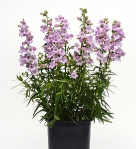 Quartz Amethyst - Beard Tongue - Penstemon hybrid