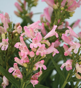 Rock Candy® Light Pink - Beard Tongue - Penstemon barbatus