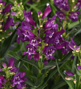 Rock Candy® Purple - Beard Tongue - Penstemon barbatus