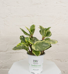 Savory Delights™ Salt and Pepper™ - Pepper Elder - Peperomia obtusifolia