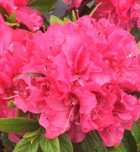 Perfecto Mundo® Double Dark Pink - Reblooming Azalea - Rhododendron x