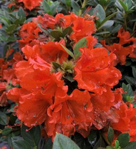 Perfecto Mundo® Orange - Reblooming Azalea - Rhododendron x