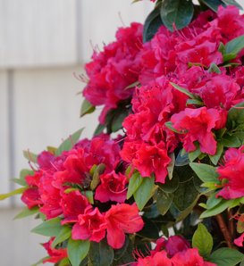 Perfecto Mundo® Red - Reblooming Azalea - Rhododendron x