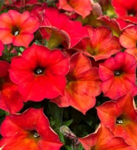 SuperCal® Premium Red Maple - Petchoa - Petunia x Calibrachoa hybrid