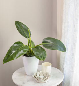 Foliera 17-cm Proven Winners Philodendron Imperial Gold OP