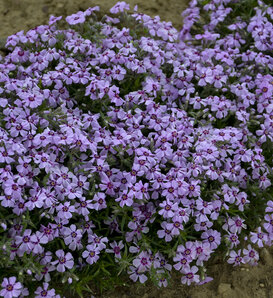 'Eye Candy' - Creeping Phlox, Moss Pinks - Phlox subulata