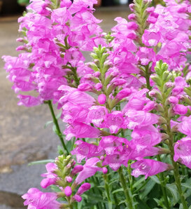 'Autumn Carnival' - Obedient Plant, False Dragonhead - Physostegia virginiana